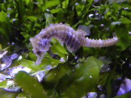 Seahorse at the Aquarium at the Loro Parque zoo