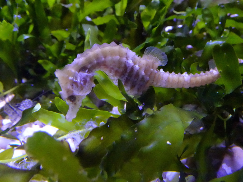 Seahorse at the Aquarium at the Loro Parque zoo