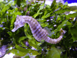 Seahorse at the Aquarium at the Loro Parque zoo