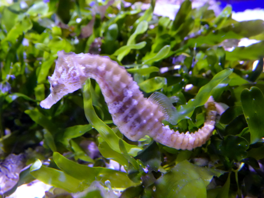 Seahorse at the Aquarium at the Loro Parque zoo