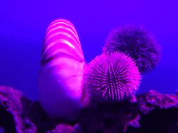 Nautilus and Sea Urchins at the Aquarium at the Loro Parque zoo