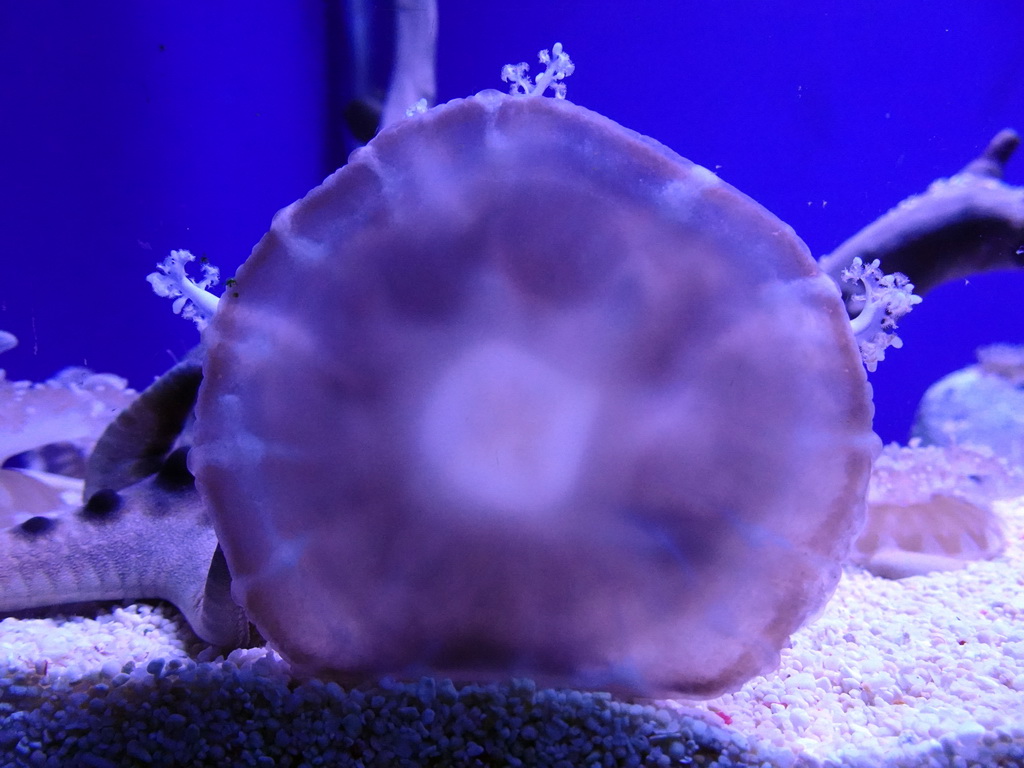 Sea anemone and Starfish at the Aquarium at the Loro Parque zoo