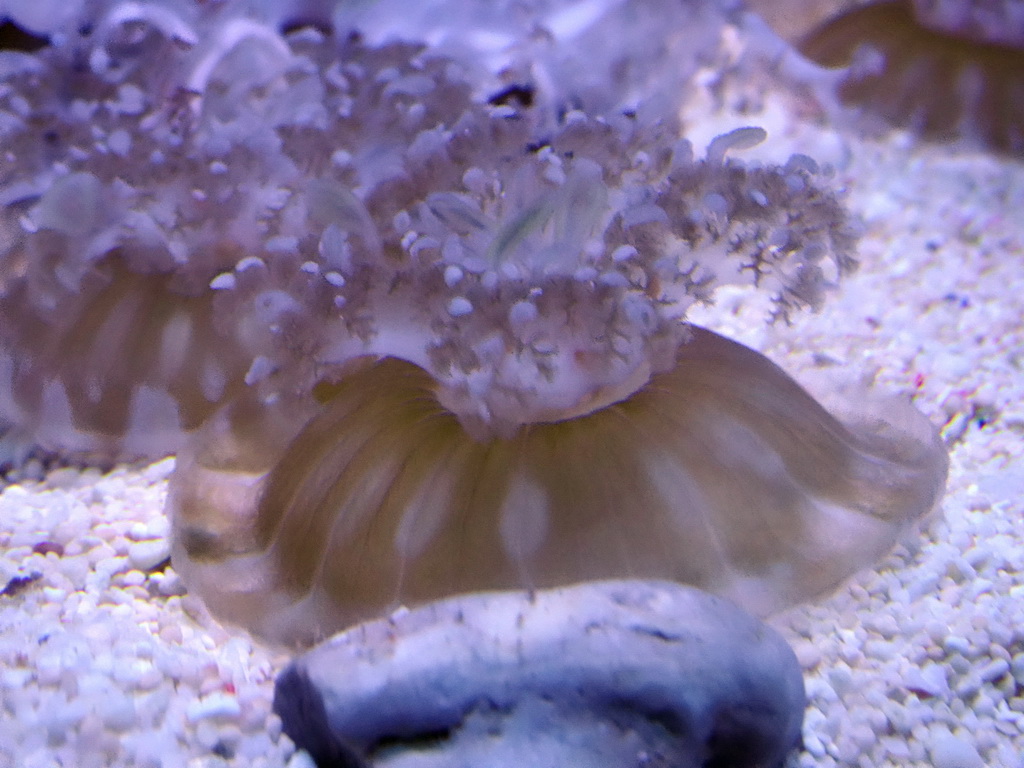 Sea anemone at the Aquarium at the Loro Parque zoo