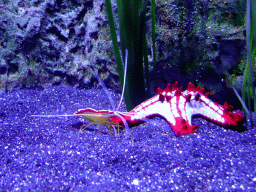 Lobster and Starfish at the Aquarium at the Loro Parque zoo