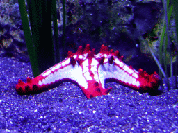 Starfish at the Aquarium at the Loro Parque zoo