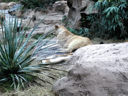 Lions at the Loro Parque zoo