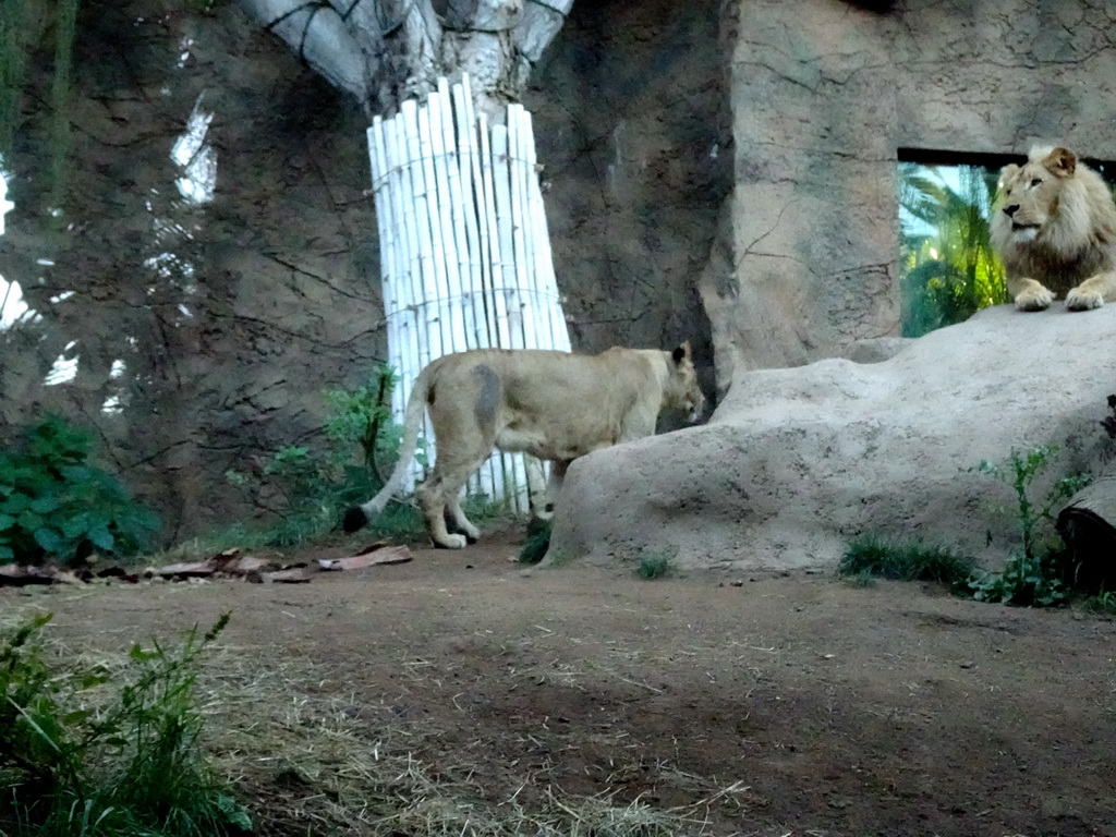 Lion at the Loro Parque zoo