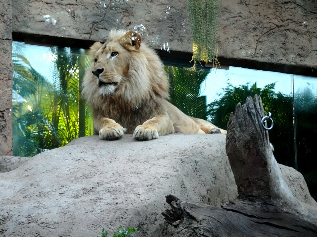 Lion at the Loro Parque zoo