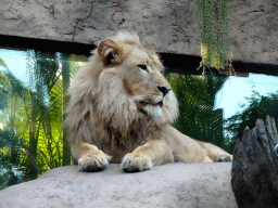 Lion at the Loro Parque zoo