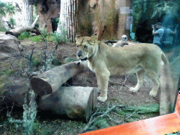 Miaomiao and Max with a Lion at the Loro Parque zoo