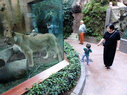 Lion at the Loro Parque zoo