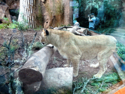 Miaomiao and Max with Lions at the Loro Parque zoo