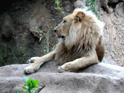 Lion at the Loro Parque zoo