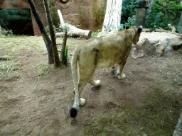 Lion at the Loro Parque zoo