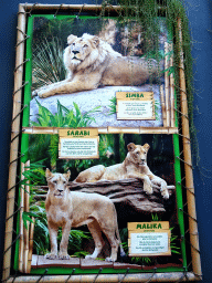 Information on the Lions at the Loro Parque zoo
