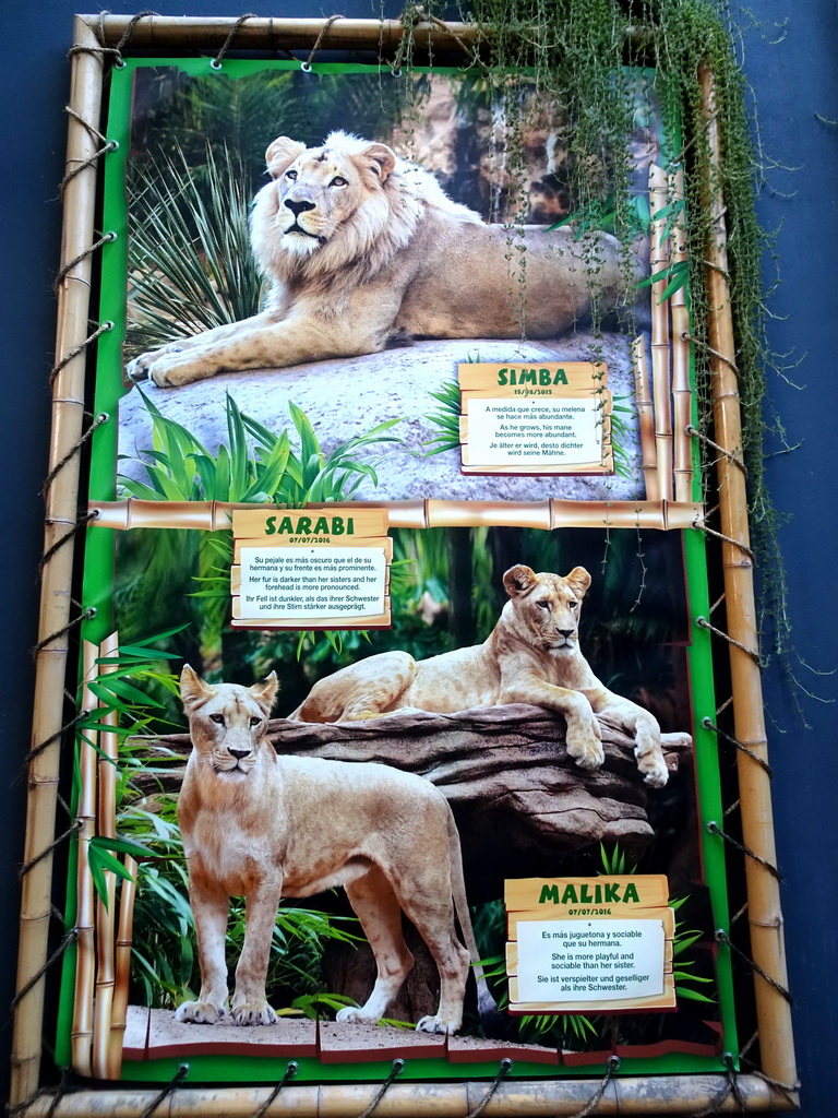 Information on the Lions at the Loro Parque zoo
