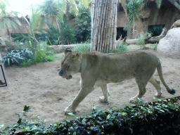 Lion at the Loro Parque zoo