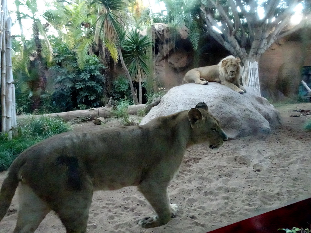 Lions at the Loro Parque zoo