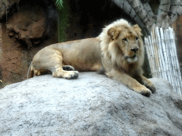 Lion at the Loro Parque zoo
