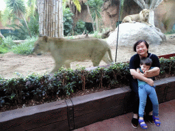Miaomiao and Max with Lions at the Loro Parque zoo
