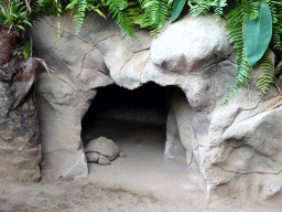 Galapagos Tortoise at the Loro Parque zoo