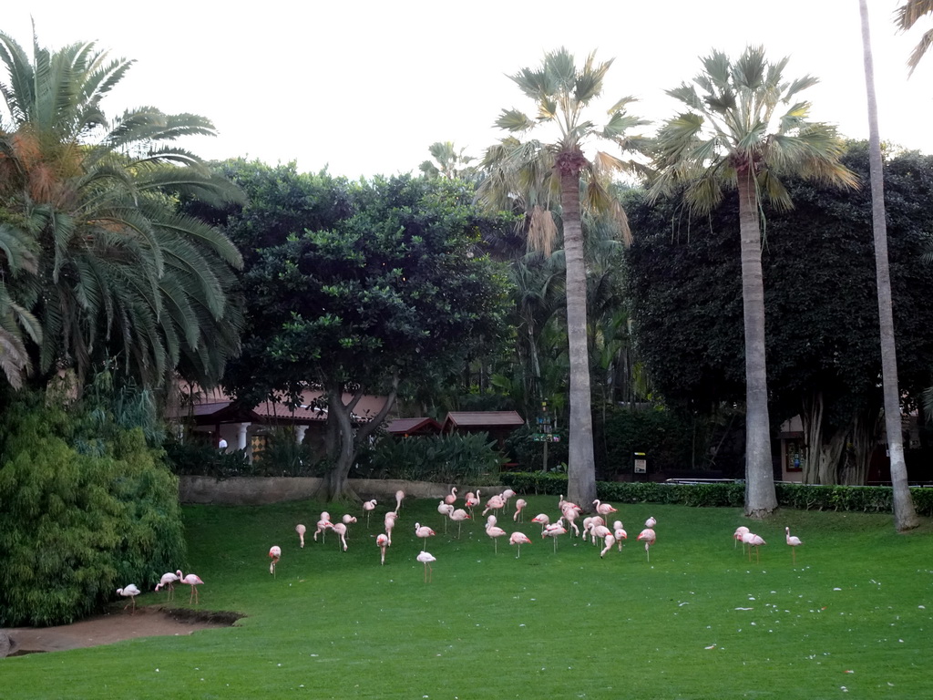 Flamingos at the Loro Parque zoo