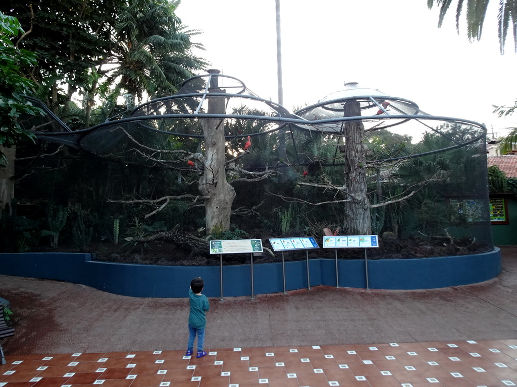 Max with Scarlet Ibises at the Loro Parque zoo