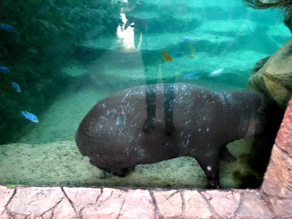 Pygmy Hippopotamus and fish at the Loro Parque zoo