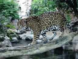 Panther at the Loro Parque zoo