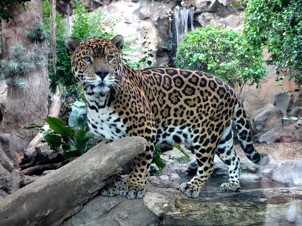 Panther at the Loro Parque zoo