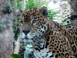 Panther at the Loro Parque zoo