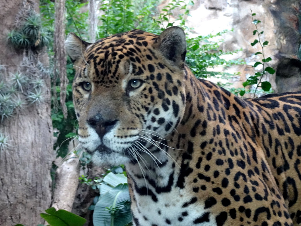 Panther at the Loro Parque zoo