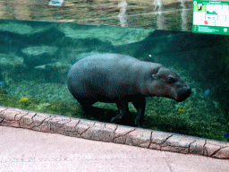 Pygmy Hippopotamus and fish at the Loro Parque zoo