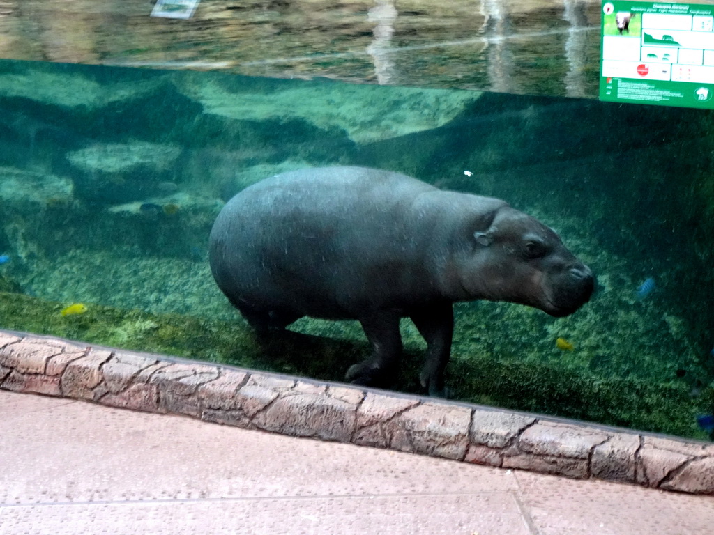 Pygmy Hippopotamus and fish at the Loro Parque zoo