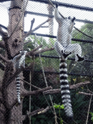 Ring-tailed Lemurs at the Loro Parque zoo