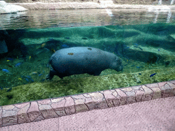 Pygmy Hippopotamus and fish at the Loro Parque zoo