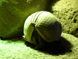 Armadillo at the Terrarium at the Loro Parque zoo