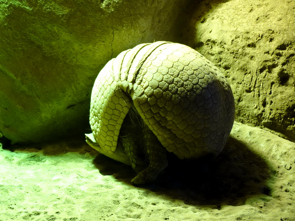 Armadillo at the Terrarium at the Loro Parque zoo