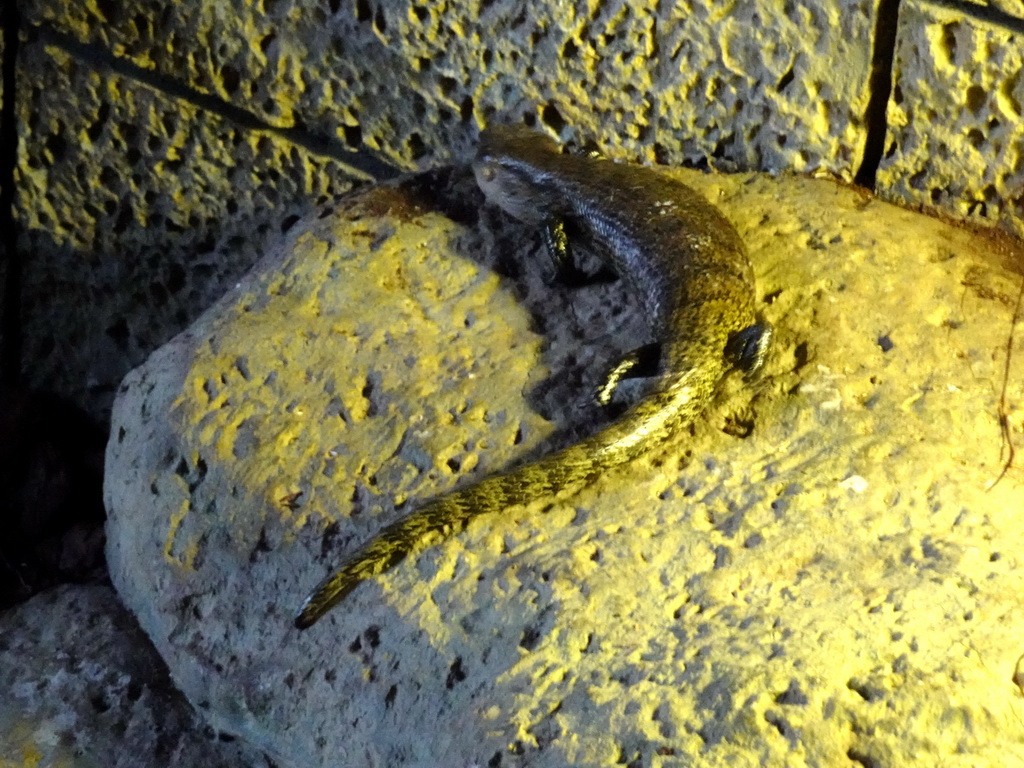 Lizard at the Terrarium at the Loro Parque zoo