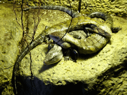 Lizard at the Terrarium at the Loro Parque zoo