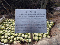 Information on the Jade Dragon Pool at the Xinhaoshan Park