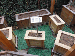 Hop plants at the Tsingtao Beer Museum