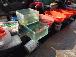 Turtles at the Julinshan Market