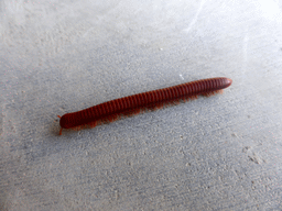 Millipede at the swimming pool of the Guantang Hot Spring Resort