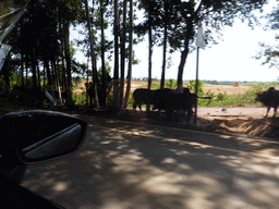 Cows in Boao along the S219 road, viewed from the car