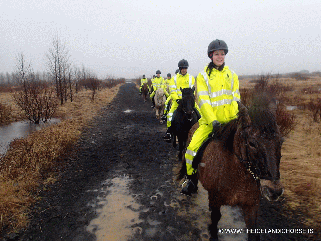 Our tour group on icelandic horses at the east side of the city