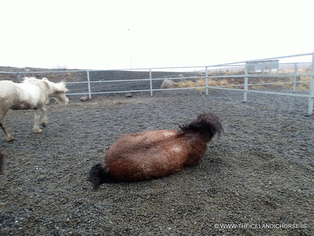 Icelandic horses at the stables of the Íslenski Hesturinn horse riding tours