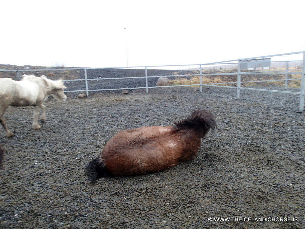 Icelandic horses at the stables of the Íslenski Hesturinn horse riding tours