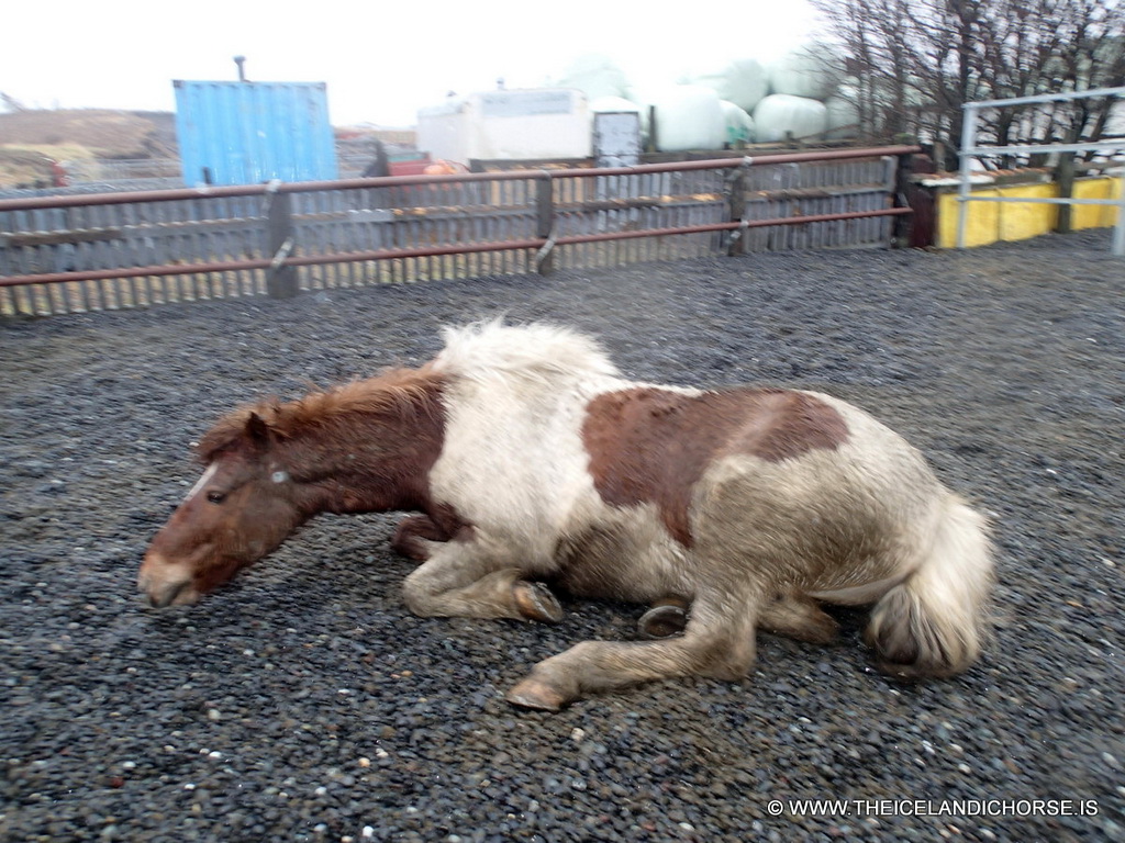 Icelandic horse at the stables of the Íslenski Hesturinn horse riding tours