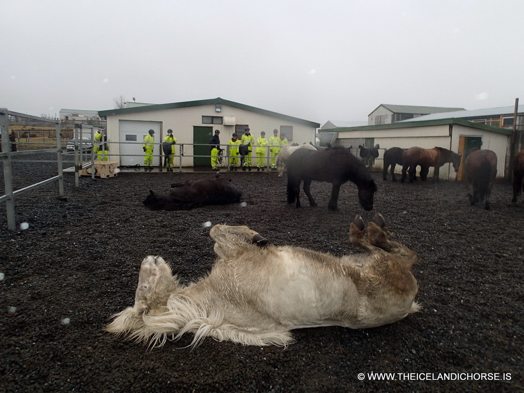 Icelandic horses and our tour group at the stables of the Íslenski Hesturinn horse riding tours